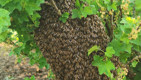 Essaimage des abeilles