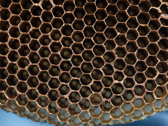 L'énigme de l'hexagone : Pourquoi les alvéoles des abeilles sont-elles si parfaites ?