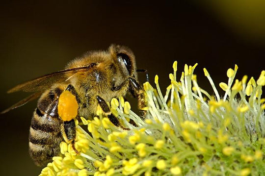 pollen abeilles