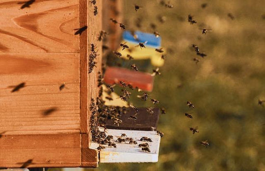 L'habitat des abeilles : la ruche