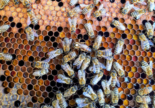 ruche reine des abeilles