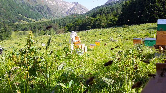 Apiculteur dans le rucher du miel de Callune récolté dans le Parc naturel des Pyrénées Ariégeoises